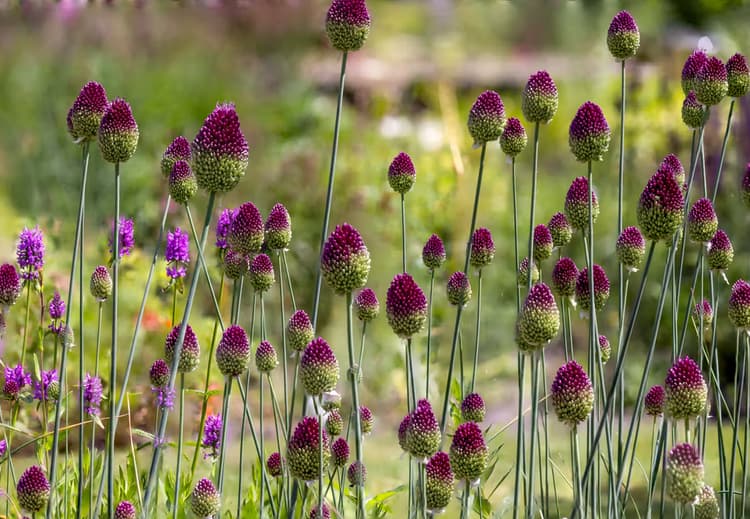 Kleurrijke Bloemenweide