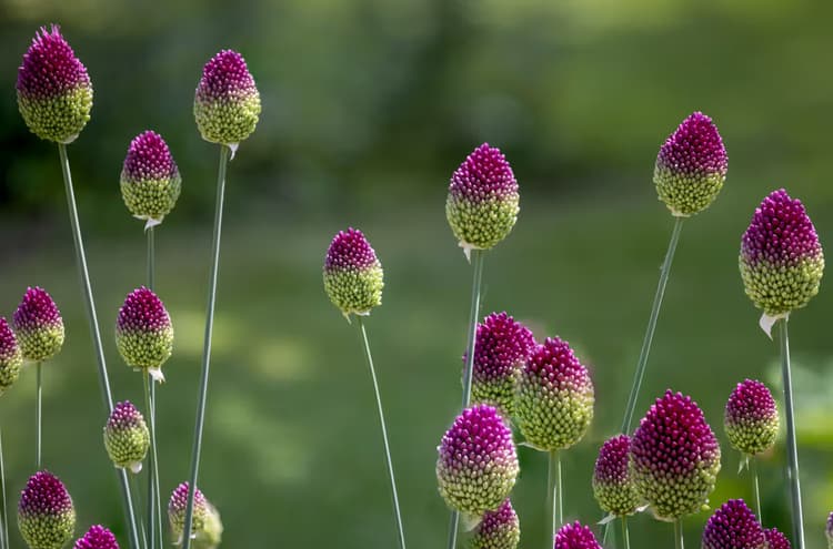 Kleurrijke Bloembollen
