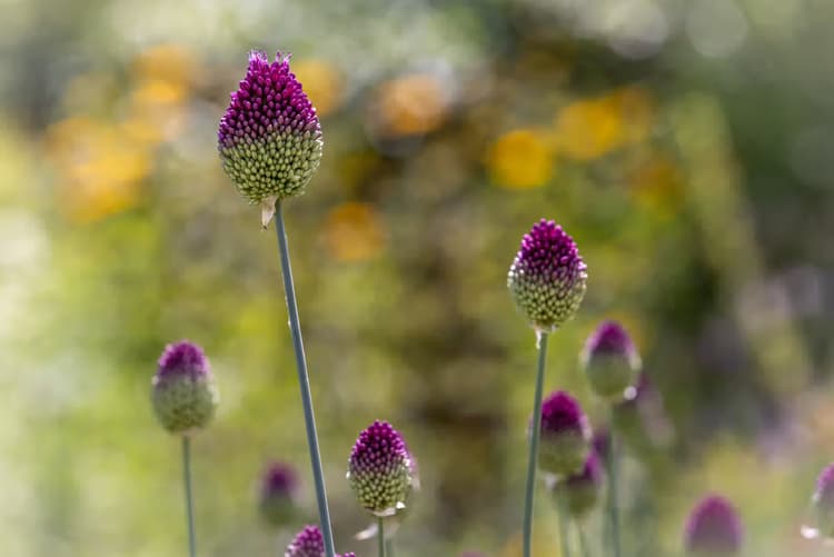 Kleurrijke Bloembollen
