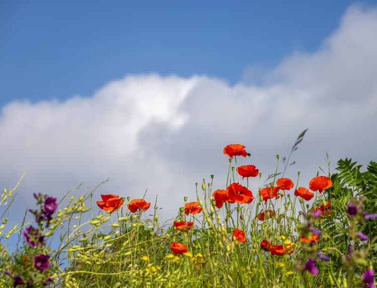 Kleurrijke Bloemenweide