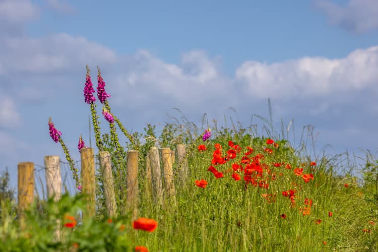 Bloemen langs het pad
