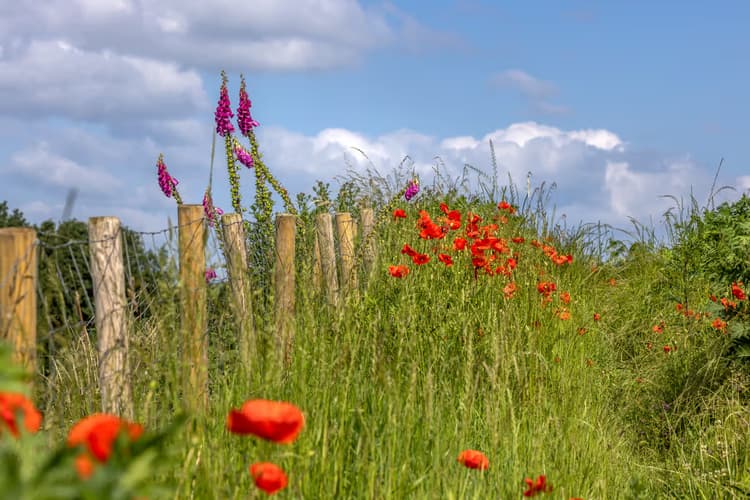 Bloemen langs het pad