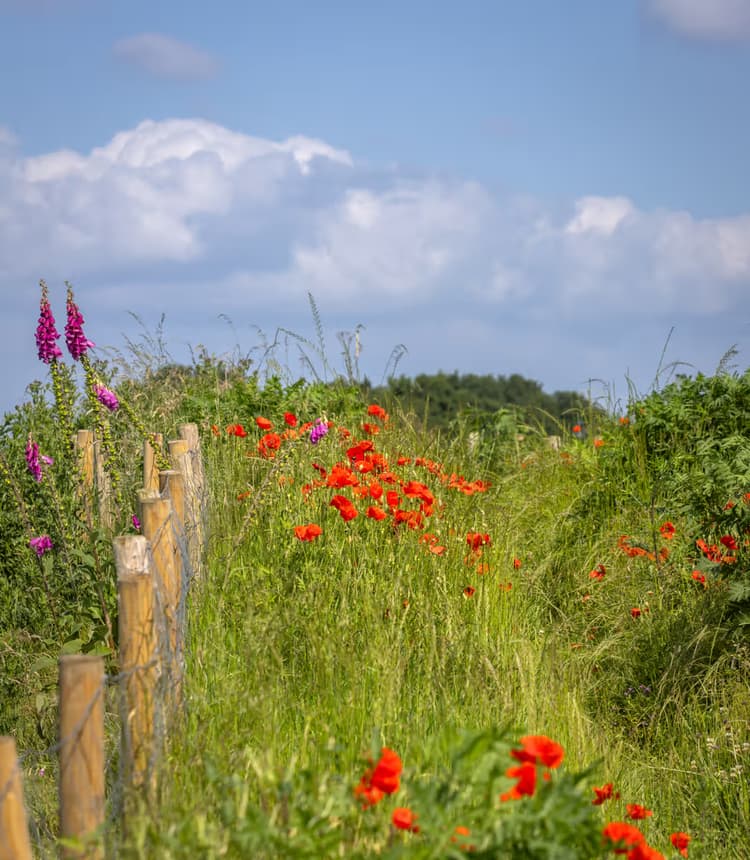 Bloemenpad in de Natuur