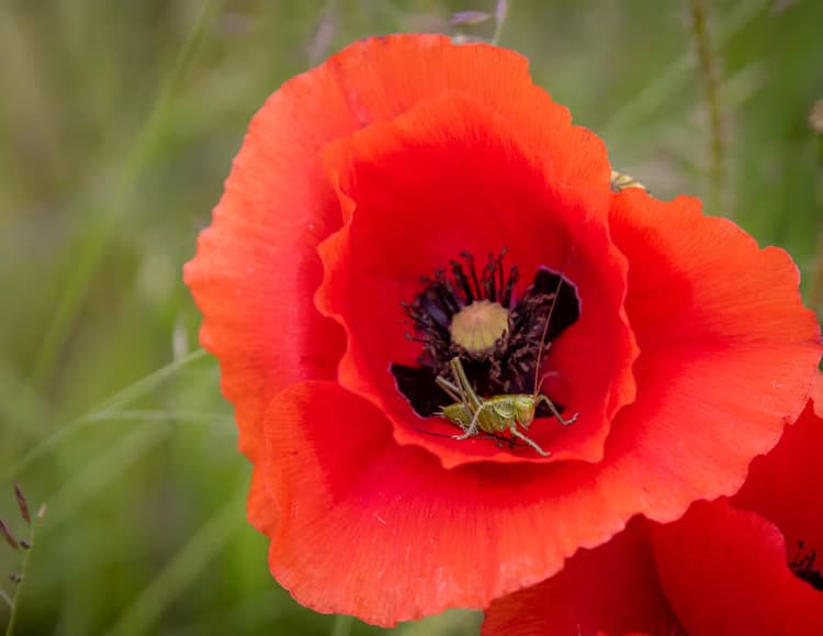 Poppy with Grasshopper