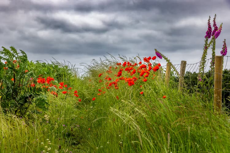 Bloemenpad onder Wolken