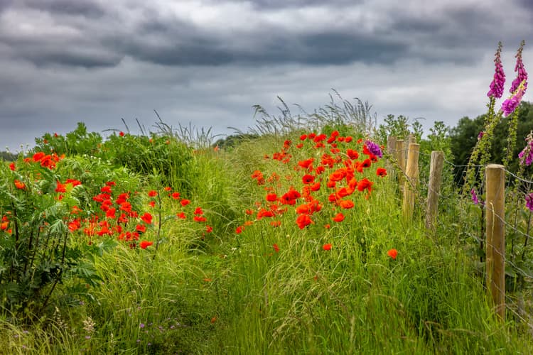 Bloemenweide onder wolken