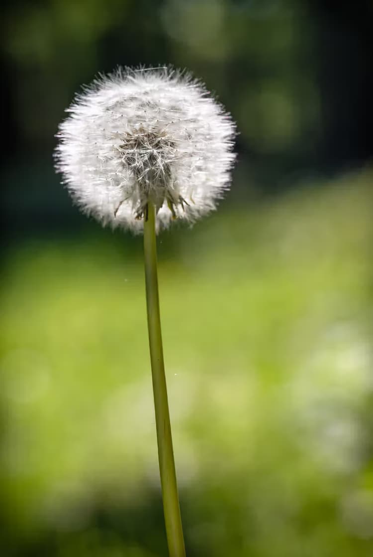 Dandelion in Bloom