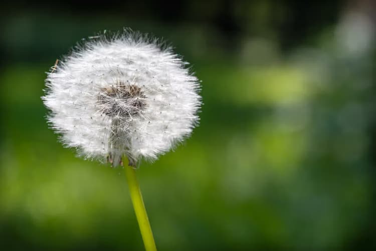 Dandelion in Bloom