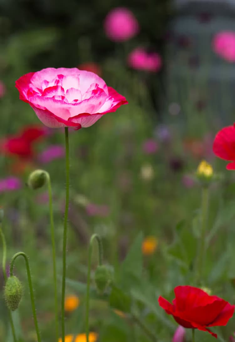 Kleurrijke Bloemenpracht