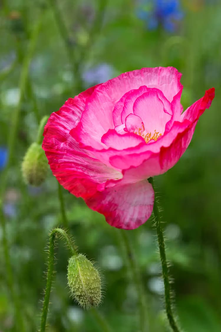 Kleurrijke Pioenroos