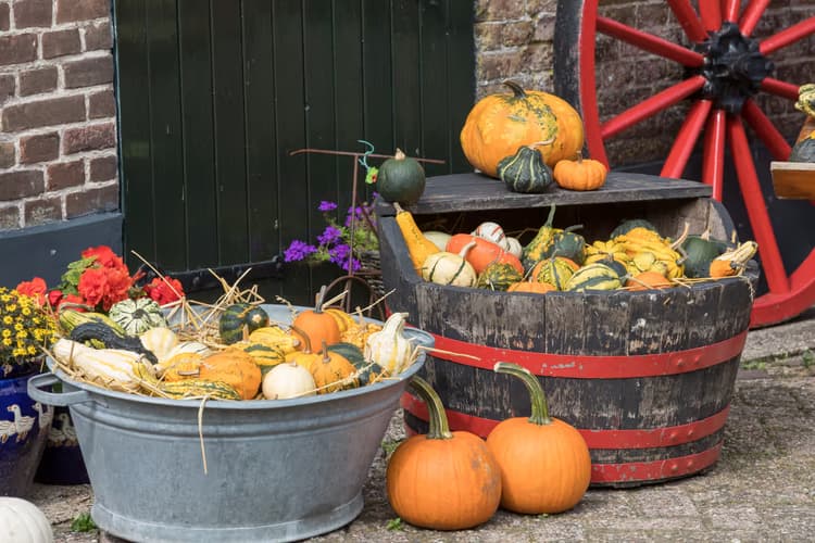 Herfstige Pompoenen