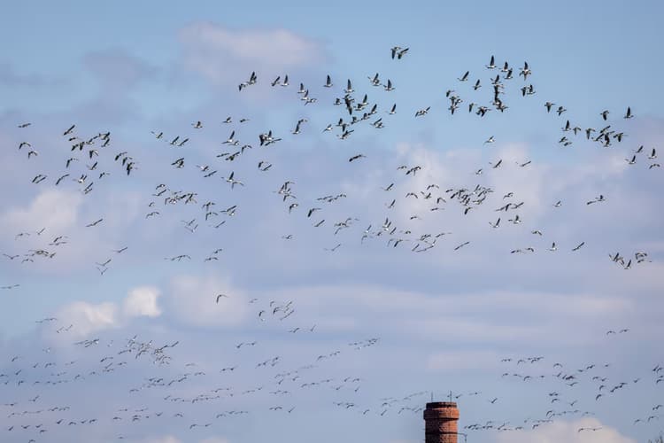 Vogels in de lucht