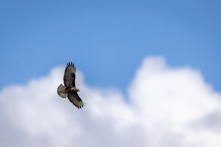 Vliegende Havik