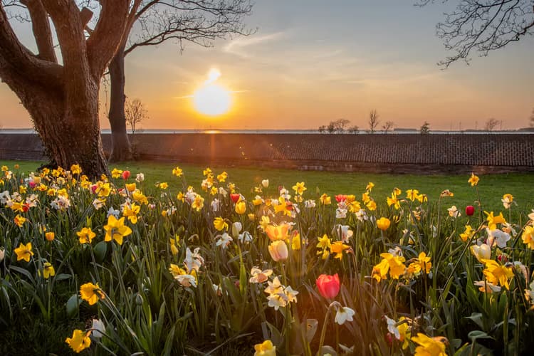 Zonsondergang met Bloemen
