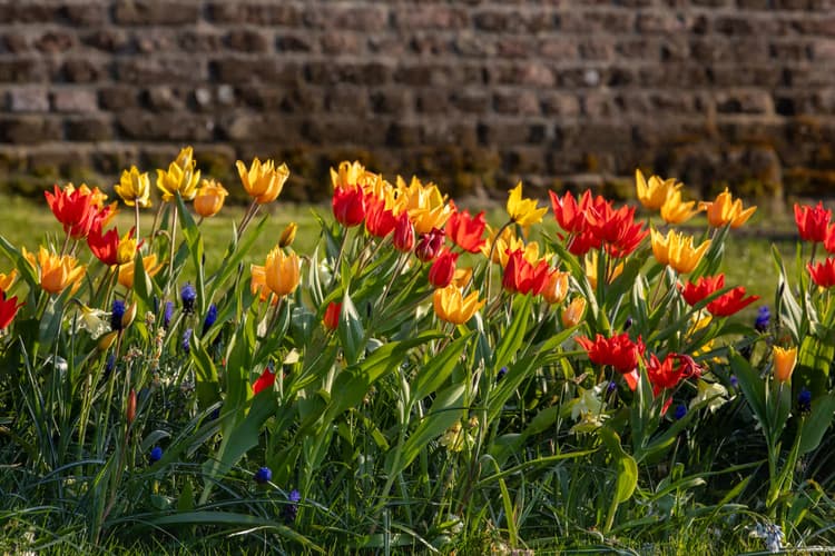 Kleurrijke Tulpen