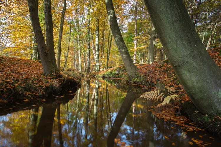 Herfst in het Bos