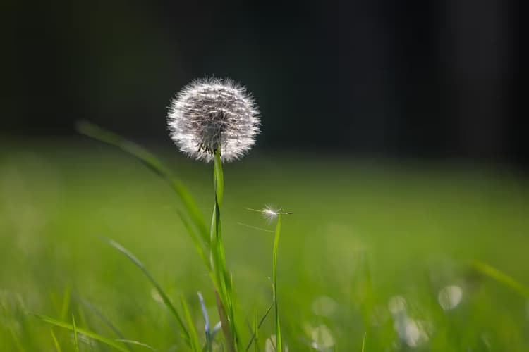 Dandelion in Bloom