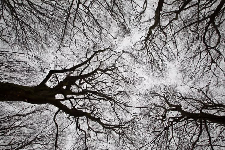 Kaleidoscoop van Takken