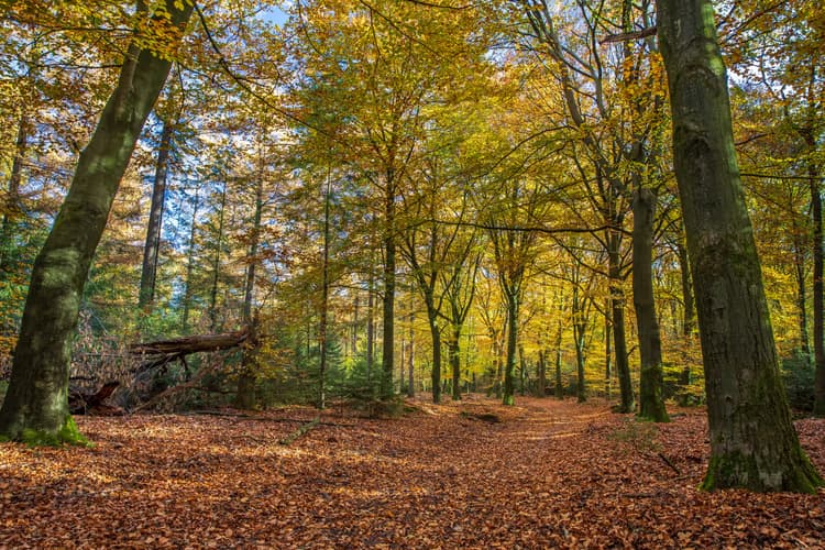 Herfst in het Bos