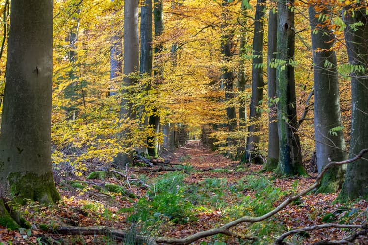 Herfst in het Bos