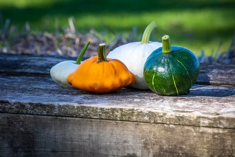 Kleurrijke Pompoenen