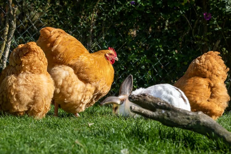 Kippen en Konijn
