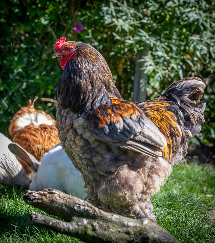 Kleurige Haan in Tuin