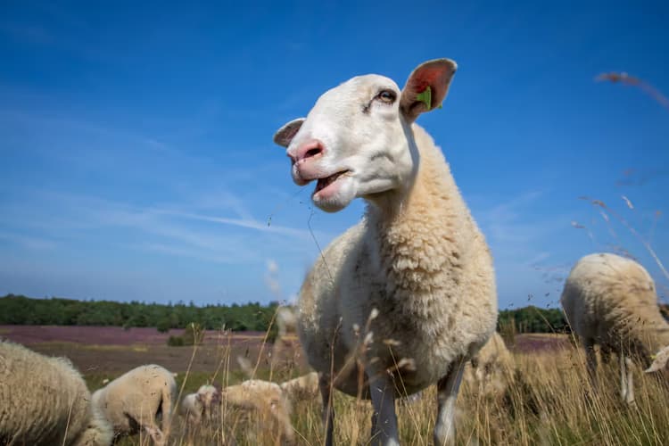 Blije Schapen in Weide