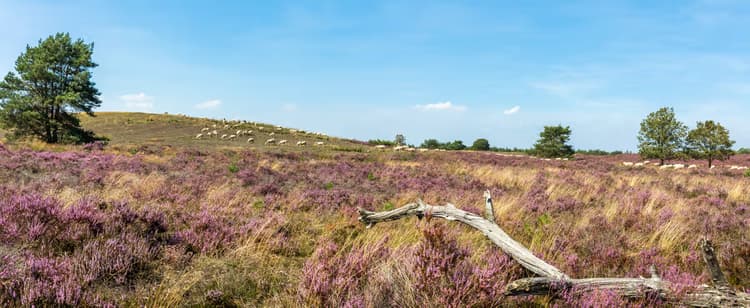 Heide met Schapen