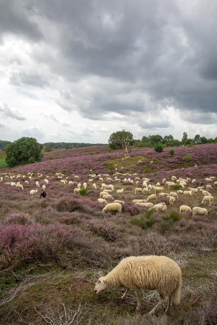 Schapen in de heide