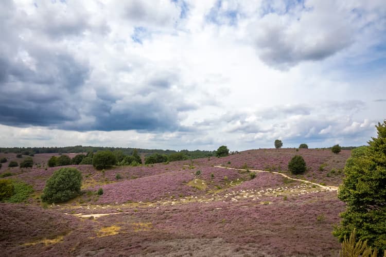 Paarse Heide Landschap