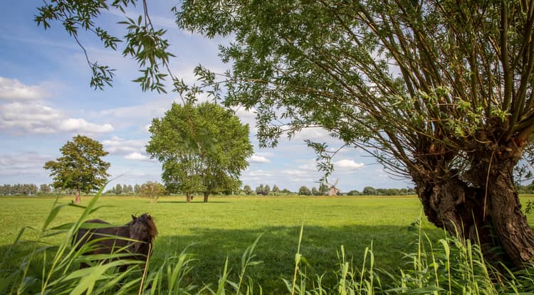 Groene Weide met Paard
