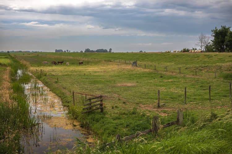 Groene Weide met Dieren