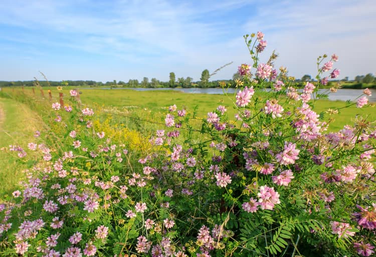 Bloemen langs de rivier