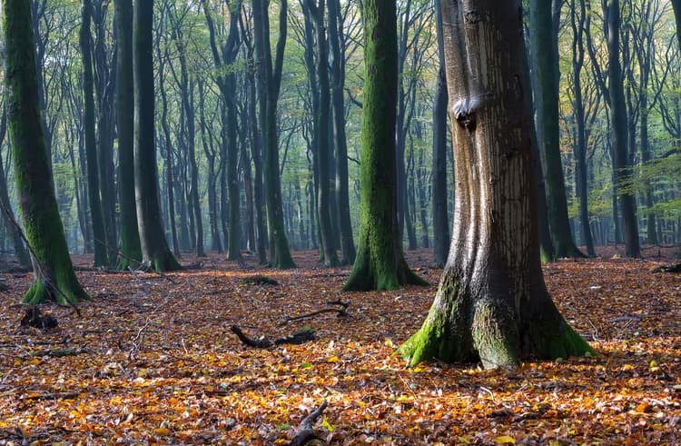 Herfst in het Bos