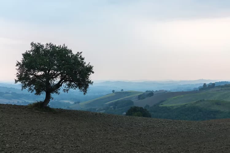 Eenzaam Boomlandschap