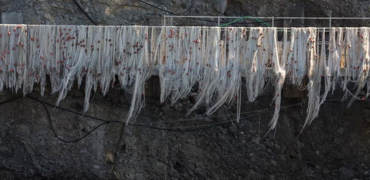 Vissersnetten Droogend