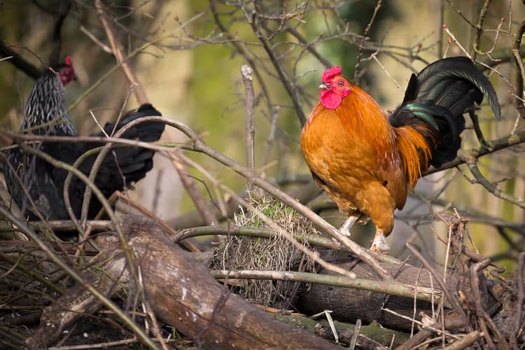 Kip in het bos