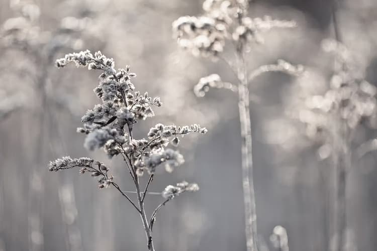 Frosty Flora
