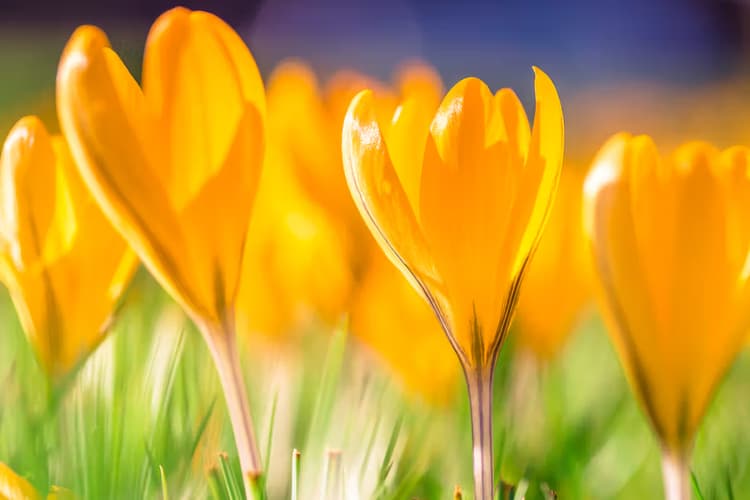 Gele Krokussen Bloei