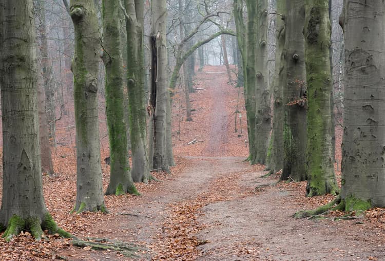 Mistige Boswandeling