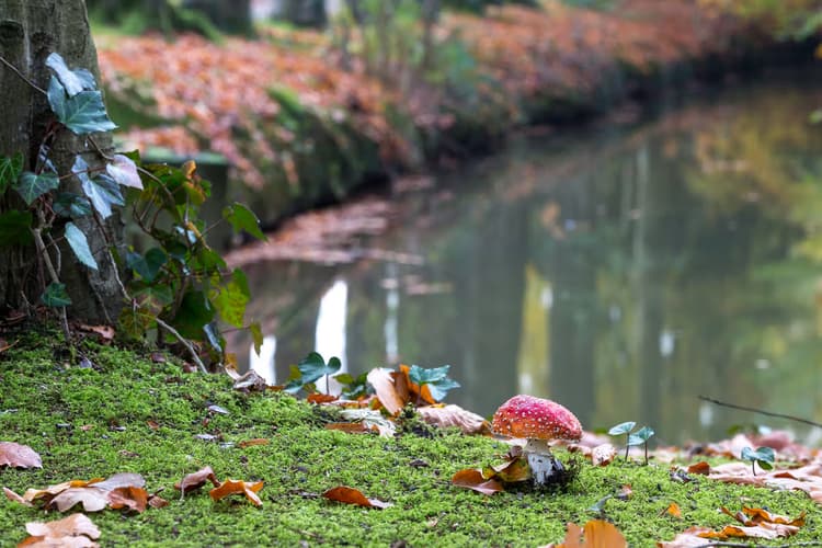 Paddenstoel bij het water