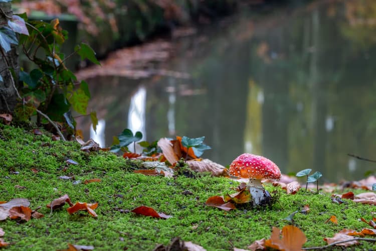 Paddenstoel bij het water