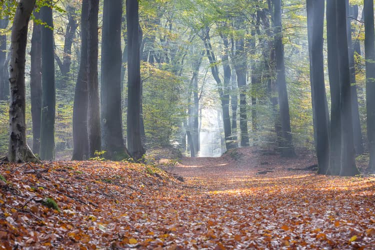 Herfst in het Bos