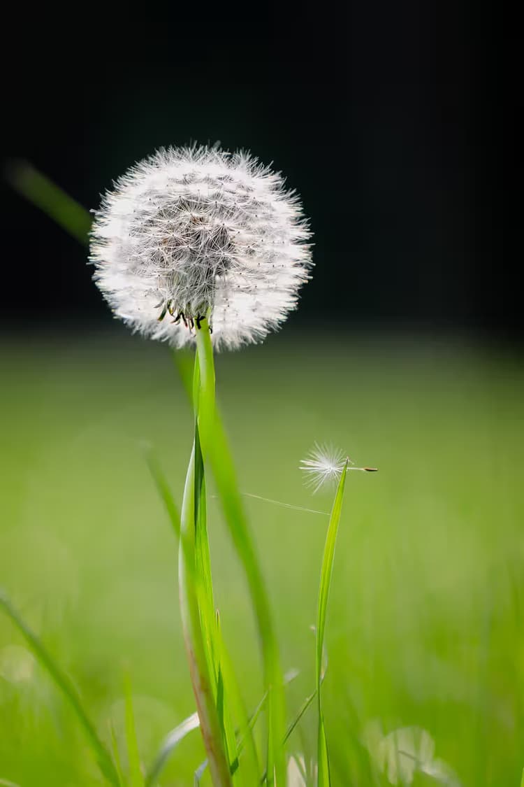 Dandelion in Bloom