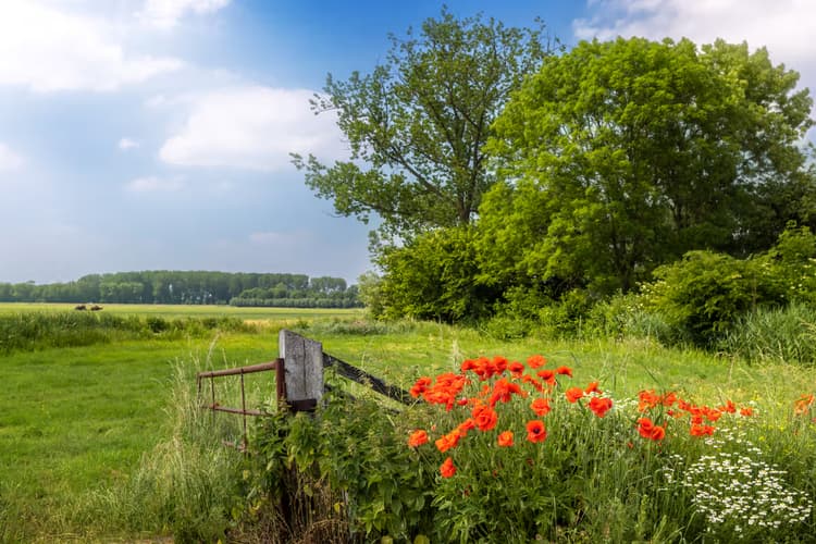 Bloemenveld in de Natuur