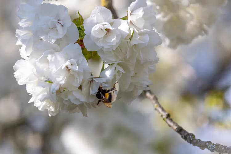 Bij op Witte Bloesem