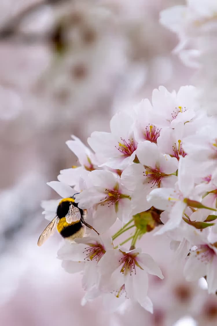 Bij op Kersenbloesem