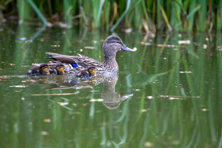 Moeder eend met kuikens