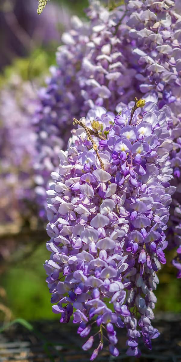 Prachtige Wisteria